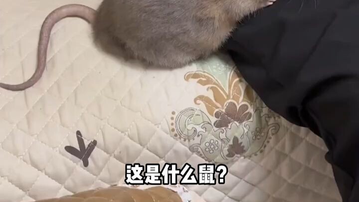 What are the different kinds of mice?