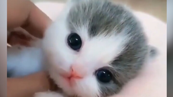 猫猫虫...嘿嘿🤤