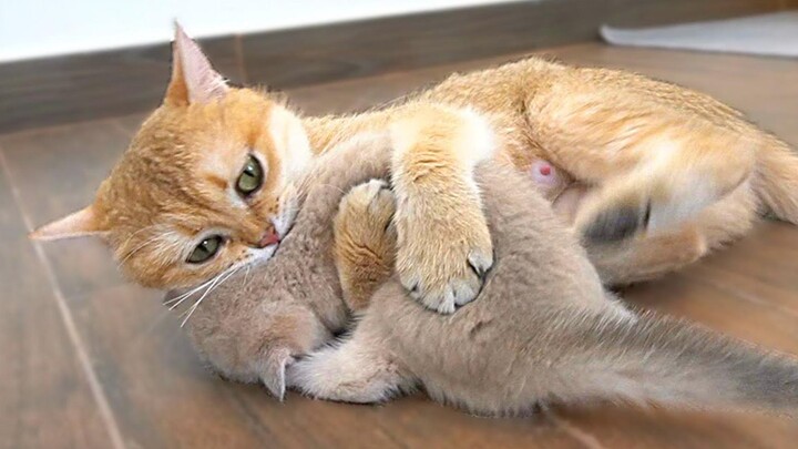 这种母爱有点生猛，你受的了么？