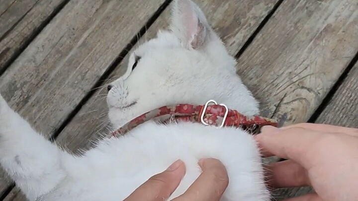 I’ve seen plenty of fur-raising cats, but this is the first time I’ve met one that flops down the se