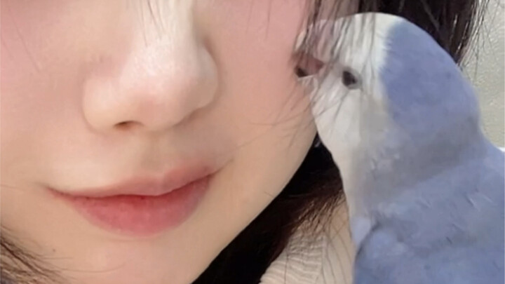 นี่แหละคือนกแก้วที่มีสติปัญญาเท่าเด็ก 7 ขวบเลยใช่ไหม