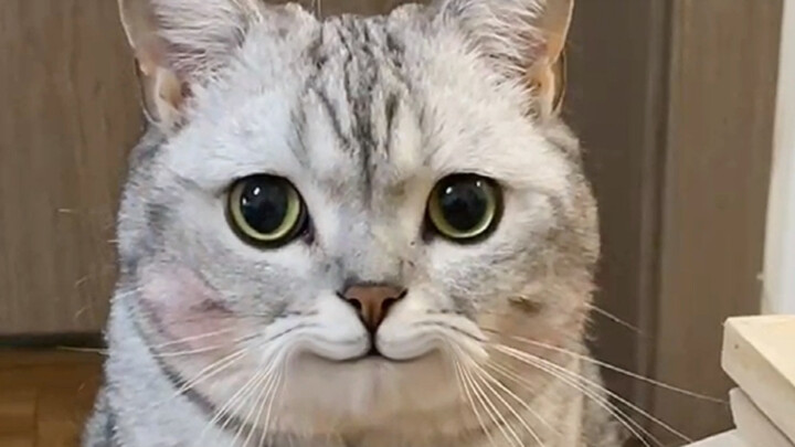 Di rumah tidak ada telur untuk memasak, jadi aku mencuri telur kucingku...