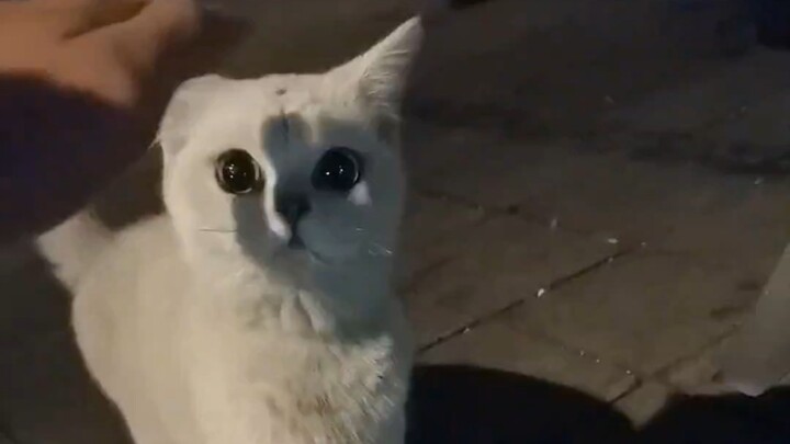 Kucing: Aku nggak kotor, Homo sapiens berdua bisa bawa aku pulang nggak...?