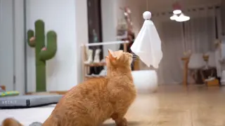 [Animals]Making a ghost toy for my cats