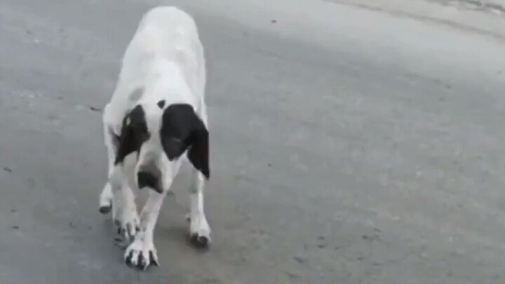 The smartest dogs or scammer dog???