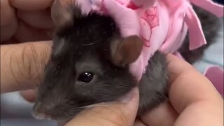 Tikus dengan pyometra uterus berada di rumah sakit lagi, tetapi kali ini masalahnya berbeda.
