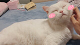 【Pet】The Cat That Understands My Words!