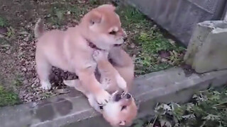 These two dogs...make me laugh for ten days and nights