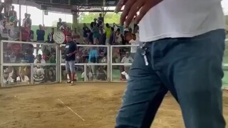 First fight 2 cocks! Win