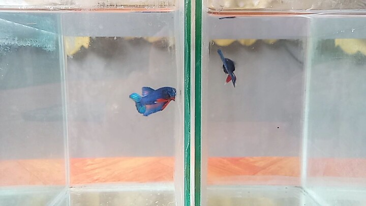 #BettaFish #BicolorPlakat