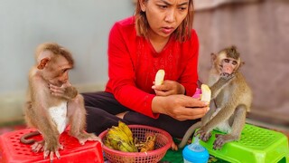 Can't Hold My Laugh!! Tiny baby Toto & Yaya refuse Mom feeding the banana they need milk