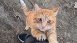 Cat|Big Orange Cat Likes Hugs