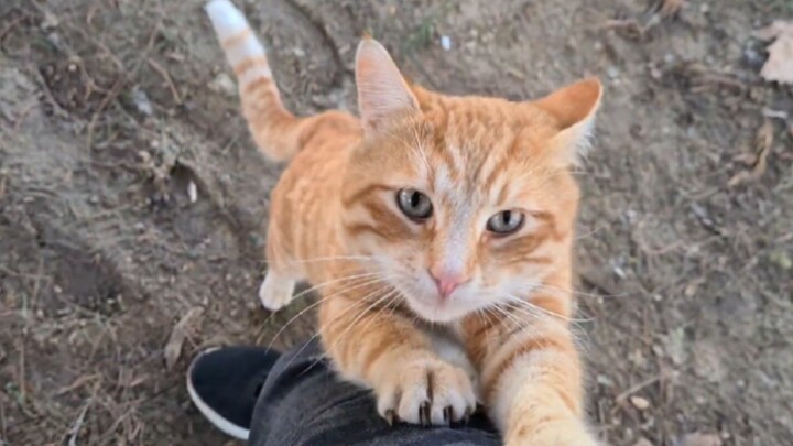 Cat|Big Orange Cat Likes Hugs