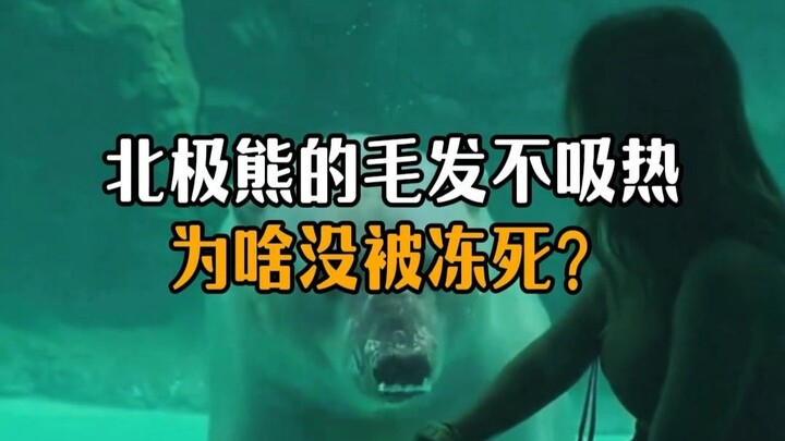 ขนสีขาวของหมีขั้วโลกไม่ดูดซับความร้อน แล้วทำไมมันถึงอยู่รอดได้ในสภาพอากาศหนาวจัดถึง -50 องศา?
