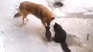 Cats bring their babies to meet old friends.