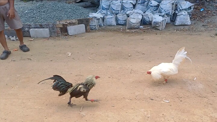 Sparring ng hiraw bago mag exam