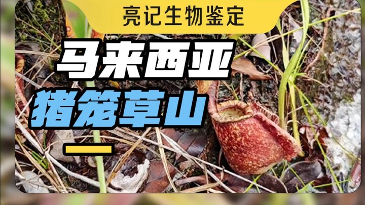 Seluruh tanah dipenuhi kantong semar! Seluruh pohon dipenuhi tumbuhan semut! “Gunung Kantong Semar” 