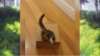 แมวตลก#555#06