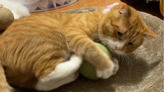 就这么一颗球，猪咪都疯了