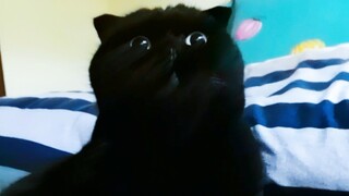 Tôi thường xuyên xin lỗi một chú mèo! Có phải tôi có vấn đề gì không?