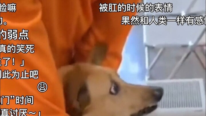 【แปลคำบรรยาย Niconico】ชาวญี่ปุ่นดูคลิปหมาจีนถูกสอดปรอทเข้ารูทวาร