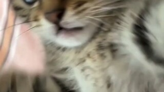 猫猫拳
