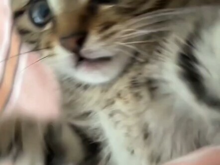 Cat Fist