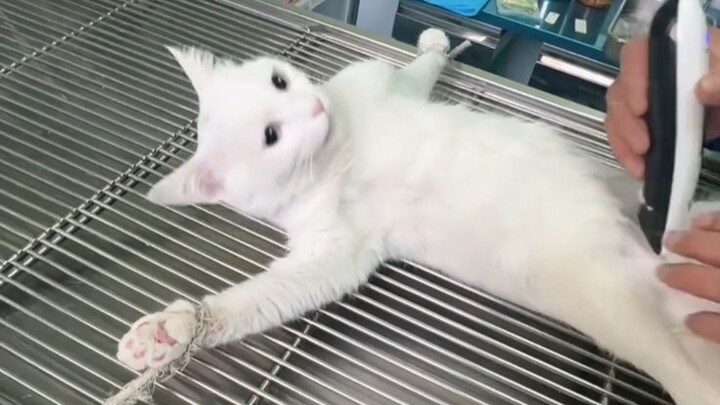 [Animal Voiceover] QQ Account Automatically Deleted After One Year