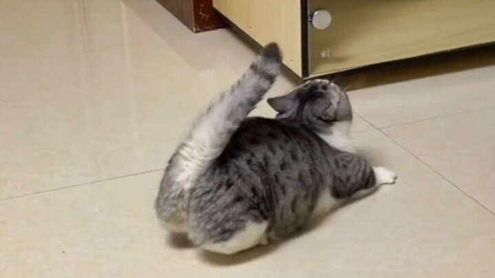 “Being a cat doesn’t have to be too normal!”