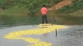 A man walks his ducks on a bamboo raft, leaving netizens stunned by the 5,000 ducks lining up to wat