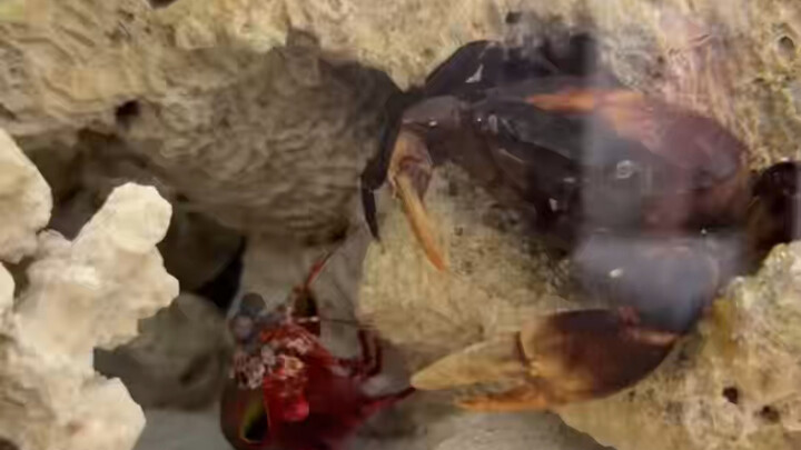 Mantis shrimp vs. giant crab.