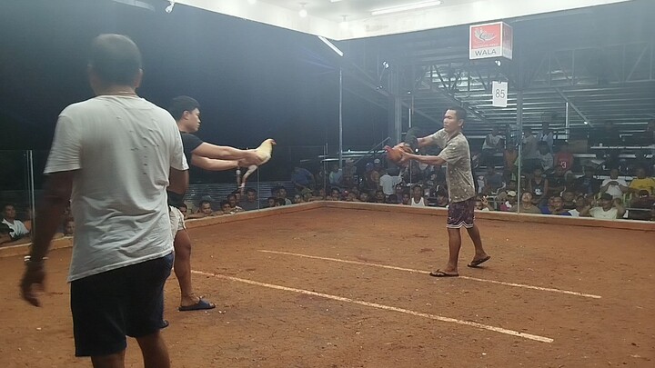 white claret winner Champion super 3 wins 🏆🏆☝️☝️