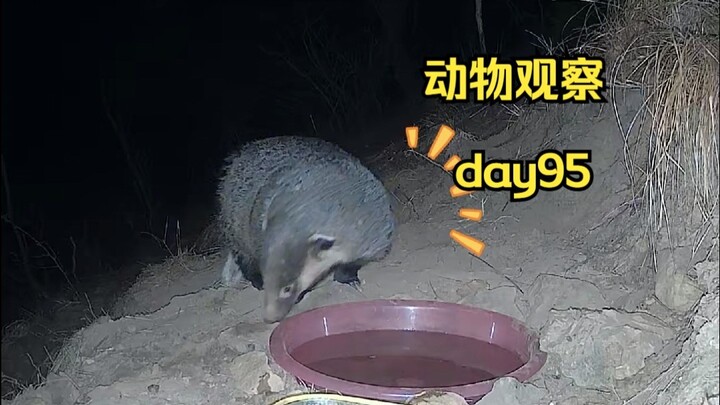 Day95 | 在山上建一个水源，让动物们喝上水。
