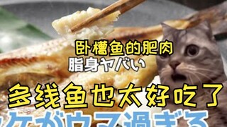 [Subtitled] Full of oil! Pollock is so delicious | Cat meme