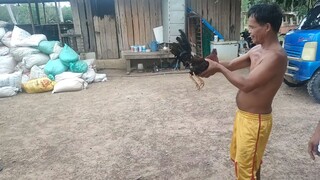 Sparring sa nabiling manok at selection pra sa hackfight nextweek.