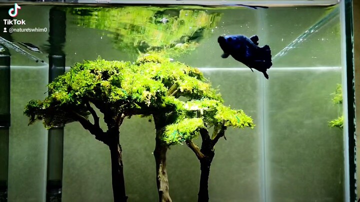 Avatar Betta Fish