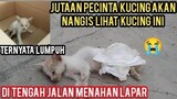 Anak Kucing Paling Sedih Tergletak Di Tengah Jalan Blm Ada Yang Mau Mengobatinya..!