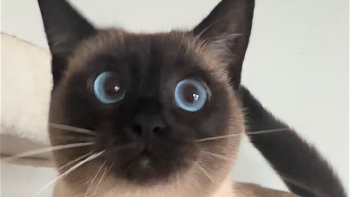 Boss, can you really go down into the nest? I’m getting scared of heights, meow!