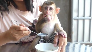 Monkey very like To Eat Dessert | Mommy Feeding Dessert To Little Monkey Maki For Snacks