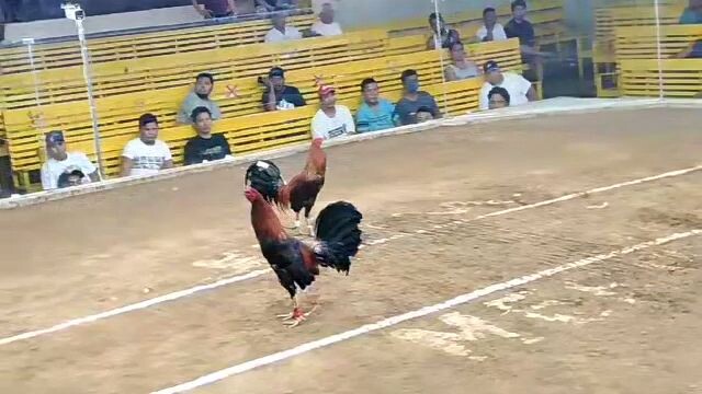 fastest kill,, pang limang panalo