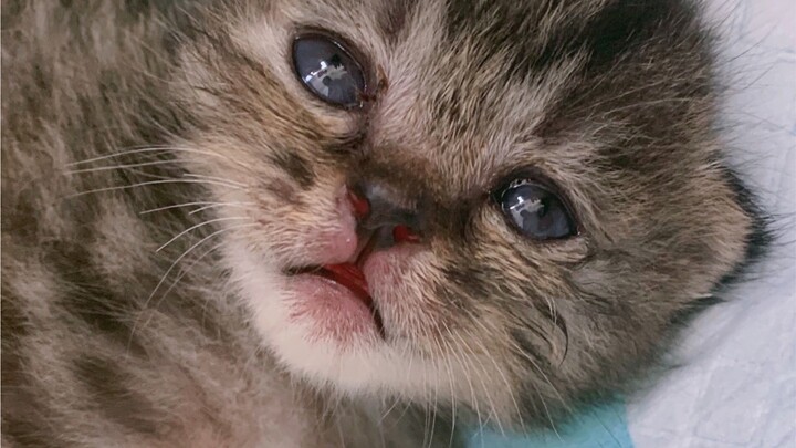 What should I do! I found four newborn kittens!