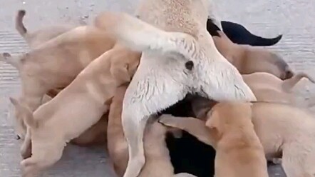 Mom Dog: I’m at my wits’ end, hahaha!