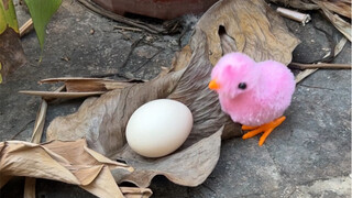 ครั้งแรกที่เห็นลูกเจี๊ยบเพิ่งฟักออกจากไข่ ฮ่าฮ่าฮ่า