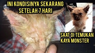 Anak Kucing Kena Scabies parah Mencari Induknya Sampai Basecamp Cats Lovers Tv  Part 2 hampir sembuh