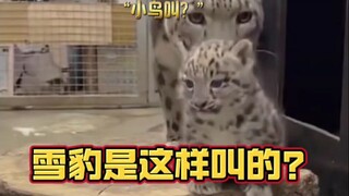 Is this what a baby snow leopard is called?