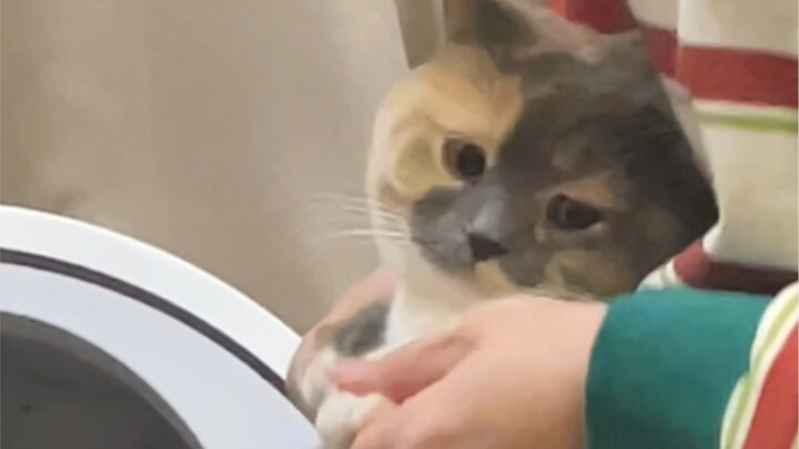 แมวดำน้อยที่ถูกบังคับให้เปิดร้าน