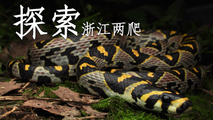 A giant black-browed rat snake and a timid “beauty snake” were discovered in the mountains of Zhejia