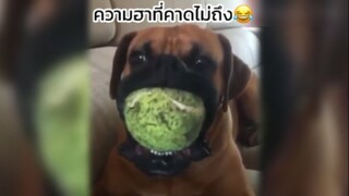 บอกเลยว่าต้องดูไปขำไป