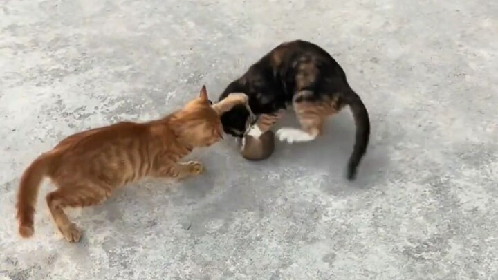 Induk kucing mengajari anak kucing menangkap tikus
