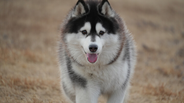 Tại sao chú husky của tôi lại chẳng phá nhà tí nào vậy?!